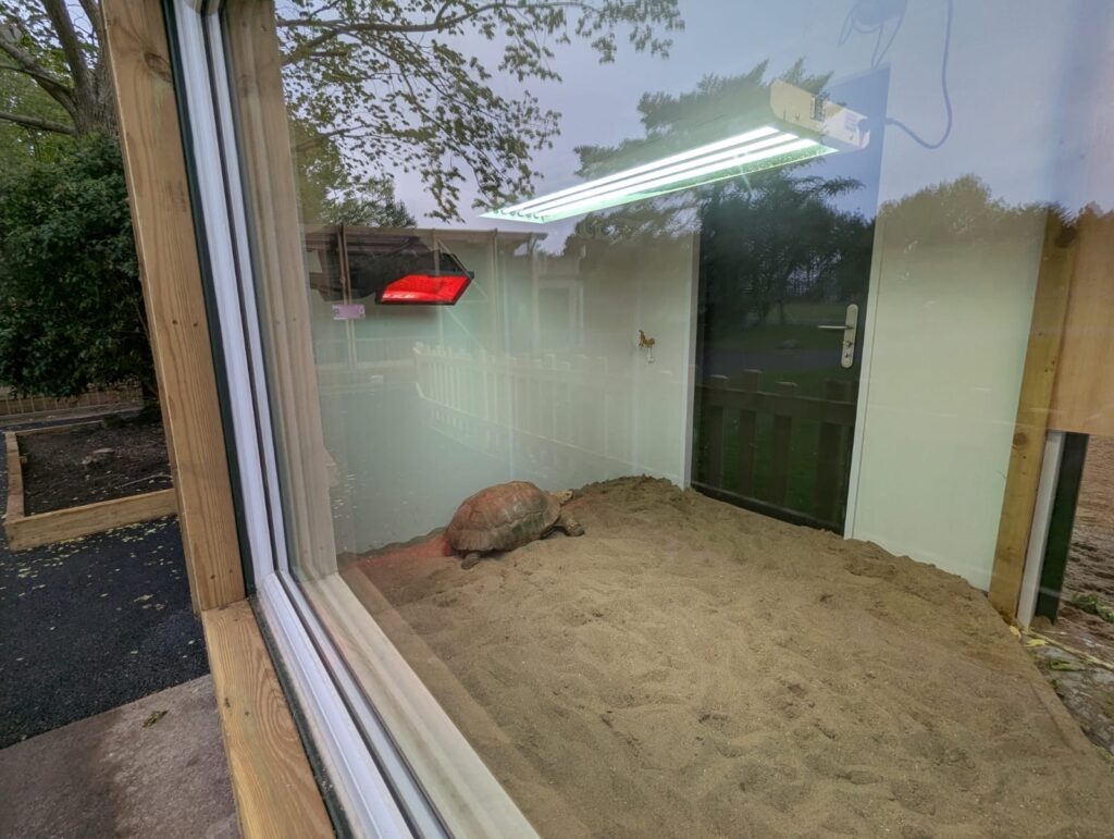 Sulcata tortoise inside their shipping container habitat
